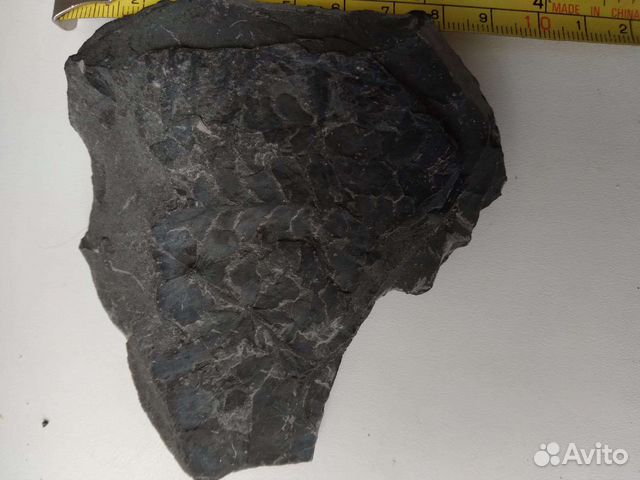 Окаменелости