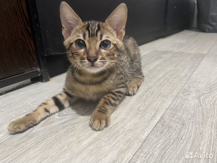 Бенгальские котята