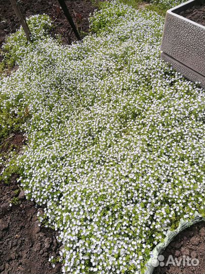 Почвопокровник вероника нитевидная