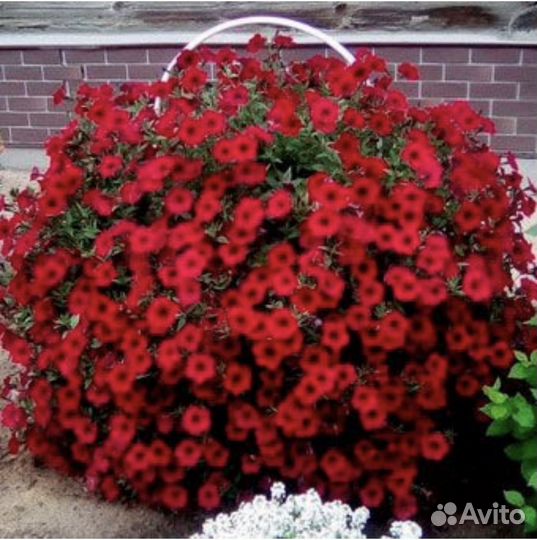 Петуния тайдалы