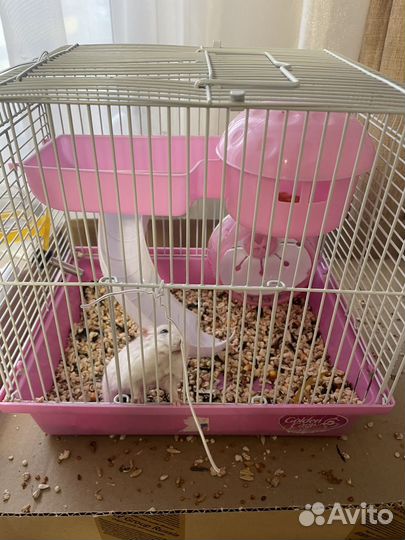 Джунгарский хомяк белый