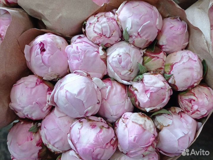 Пионы Сара Бернард