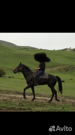 Жеребец иноходец