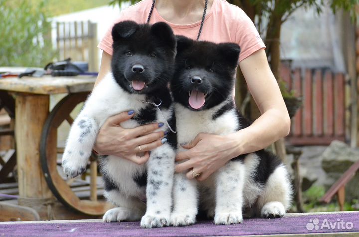 Шикарные от емпресс фике