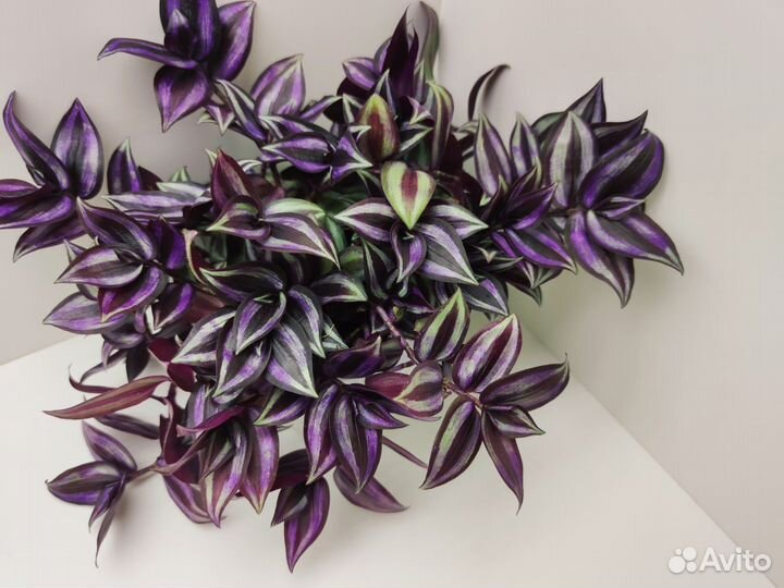 Хлорофитум кудрявый бонни, традесканция зебрина