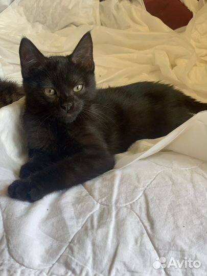 Котёнок мальчик 3 мес