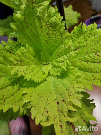 Колеусы вегетативные сортовые