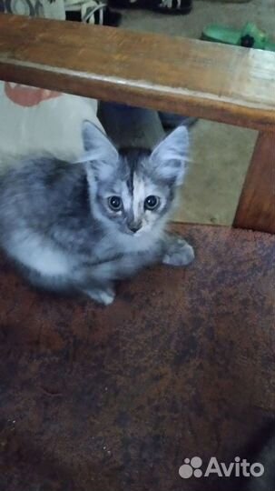 Кошки в добрые руки бесплатно