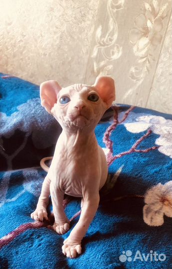 Канадский сфинкс