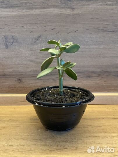 Толстянка Денежное дерево