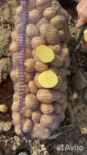 Картофель оптом