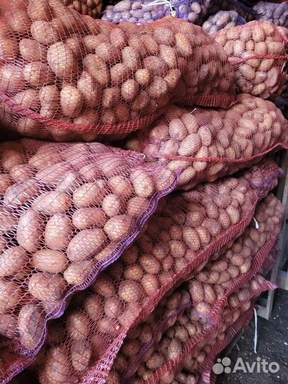 Семенной картофель королева Ред Скарлет