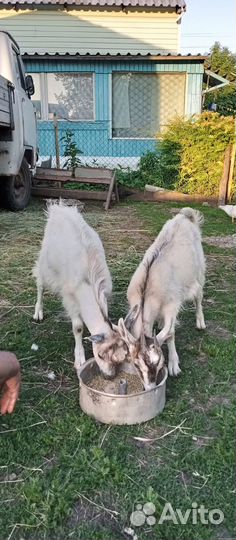 Продаётся козочка