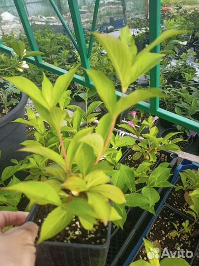 Вейгела цветущая