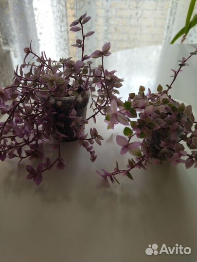 Каллизия pink panther розовая пантера