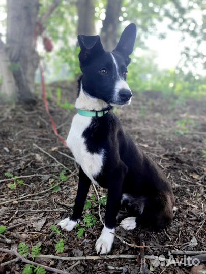 Собака 8 мес