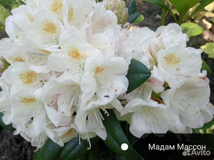 Рододендрон саженцы