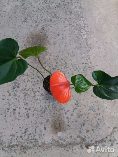 Антуриум Пур оранж, Спирит,Ванилла лимонная