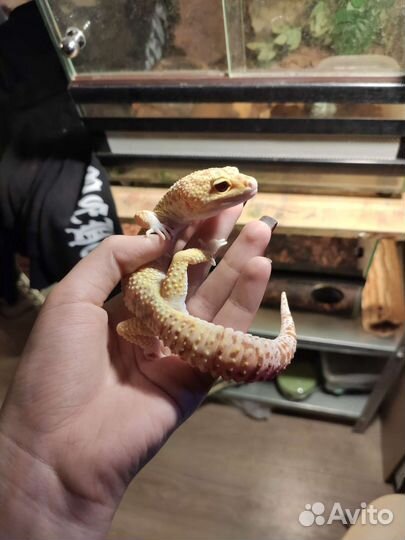 Эублефар самец