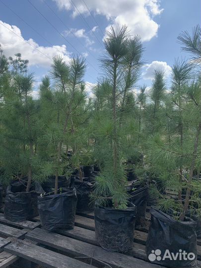 Сосна сибирская, кедр сибирский саженцы