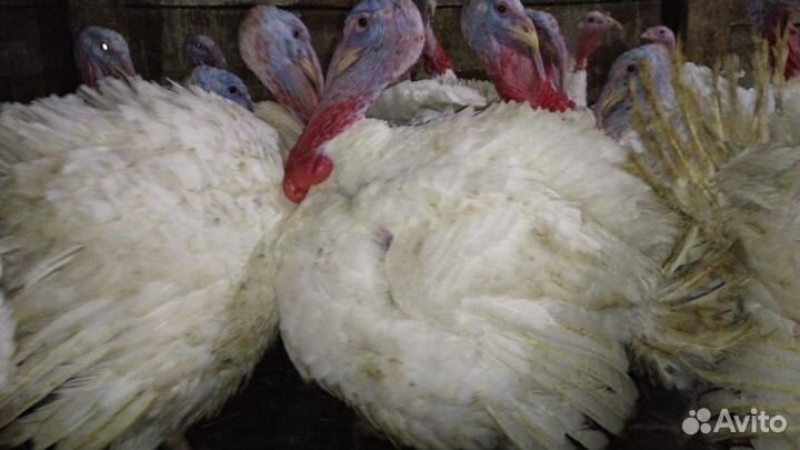 Мясо индюка