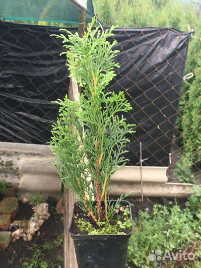 Туя смарагд саженцы