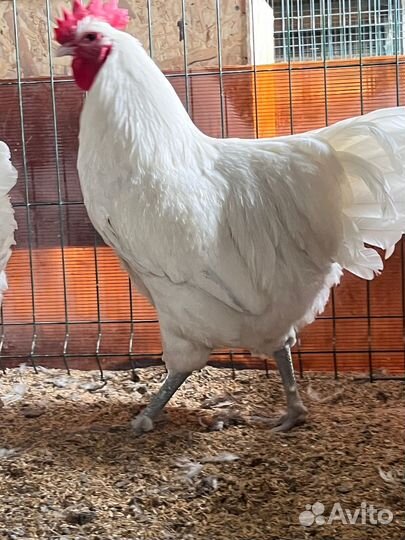Петухи джерсийский гигант