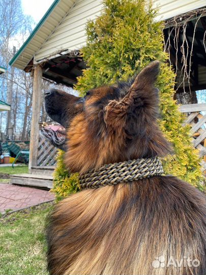 Ошейник для собак