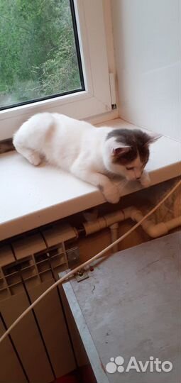 Кошки в дом и добрые руки