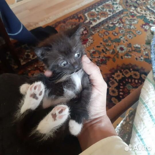 Кошка в дар бесплатно