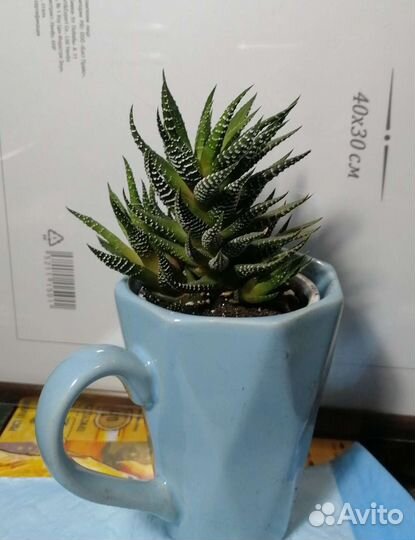 Суккуленты хавортия крассула денежное дерево