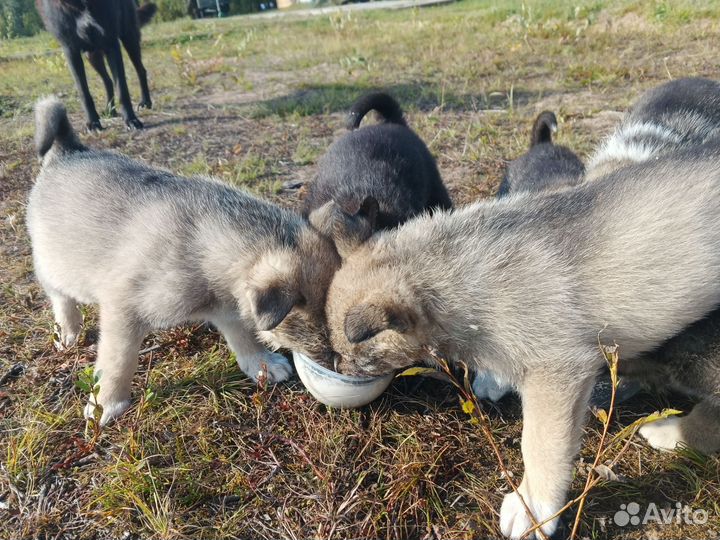 Щенки полулайки