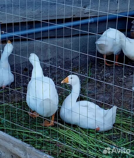 Гусята подрощенные