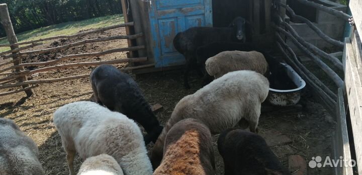 Овцы курдючные