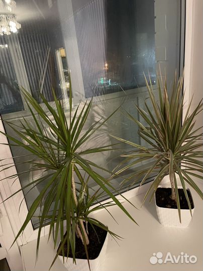 Пальмы/драцены/цветок для офиса/цветок для дома