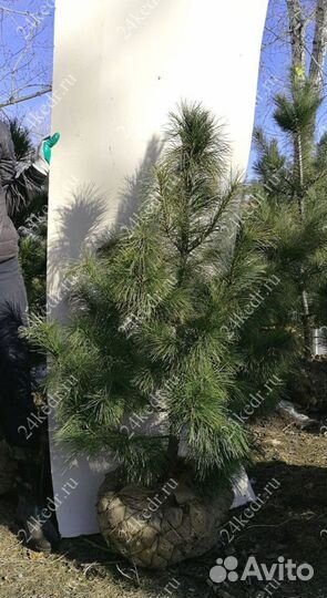 Саженцы сибирского кедра экстра класс