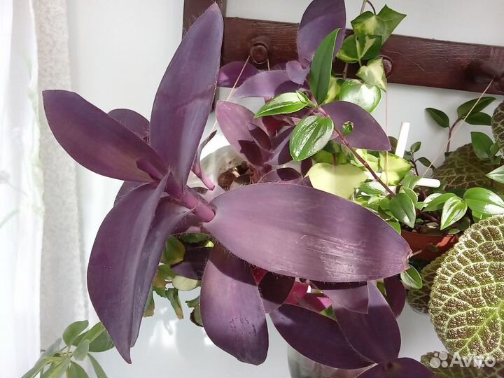 Разные традесканции,яркие,неприхотливые