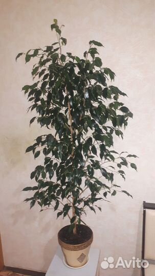 Фикус бенджамина