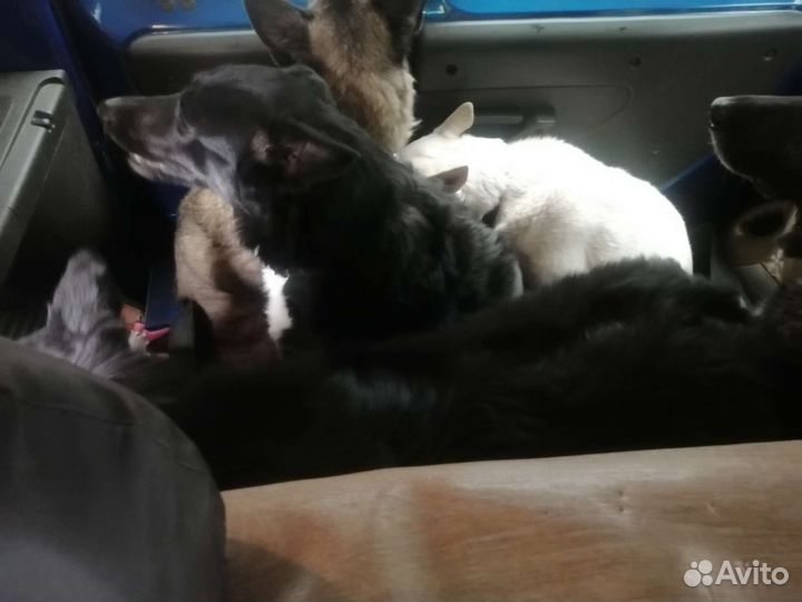 Отлов кошек и собак