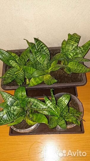 Сансевиерия