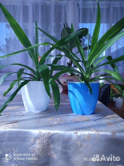 Комнатные цветы юкка