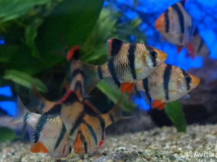 Аквариумные рыбки