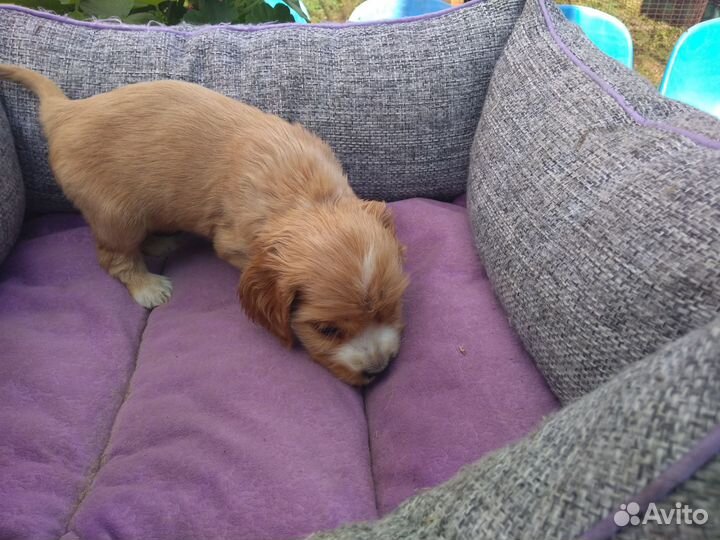 Кокер спаниель