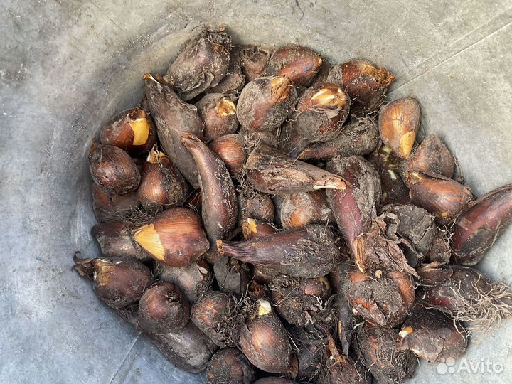 Луковицы безвременника простого и махрового