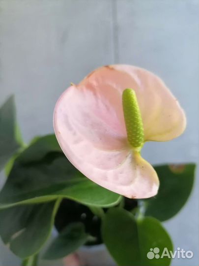 Антуриум адрианум спирит