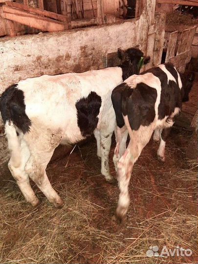 Телята бычки телки