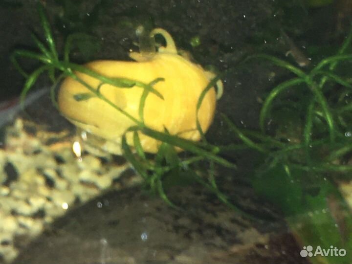 Гуппи, растения, улитки