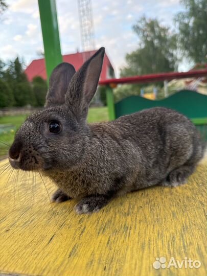 Кролик, русной малыш имя Ви нни-П ух (винни )