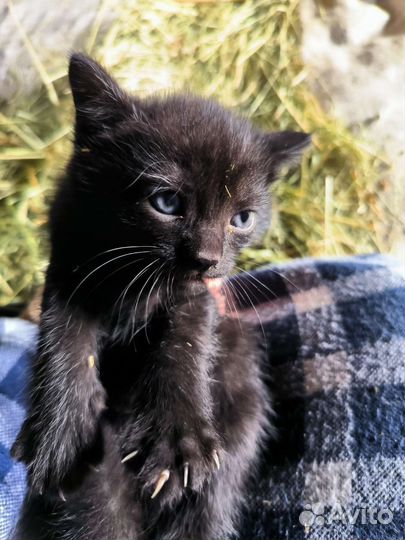 Котята из монастыря