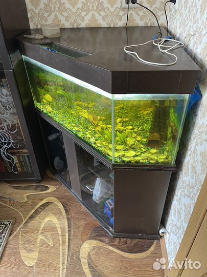 Аквариум с тумбой 250л